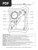 Plant Cell Color Page Worksheet and Quiz Ce