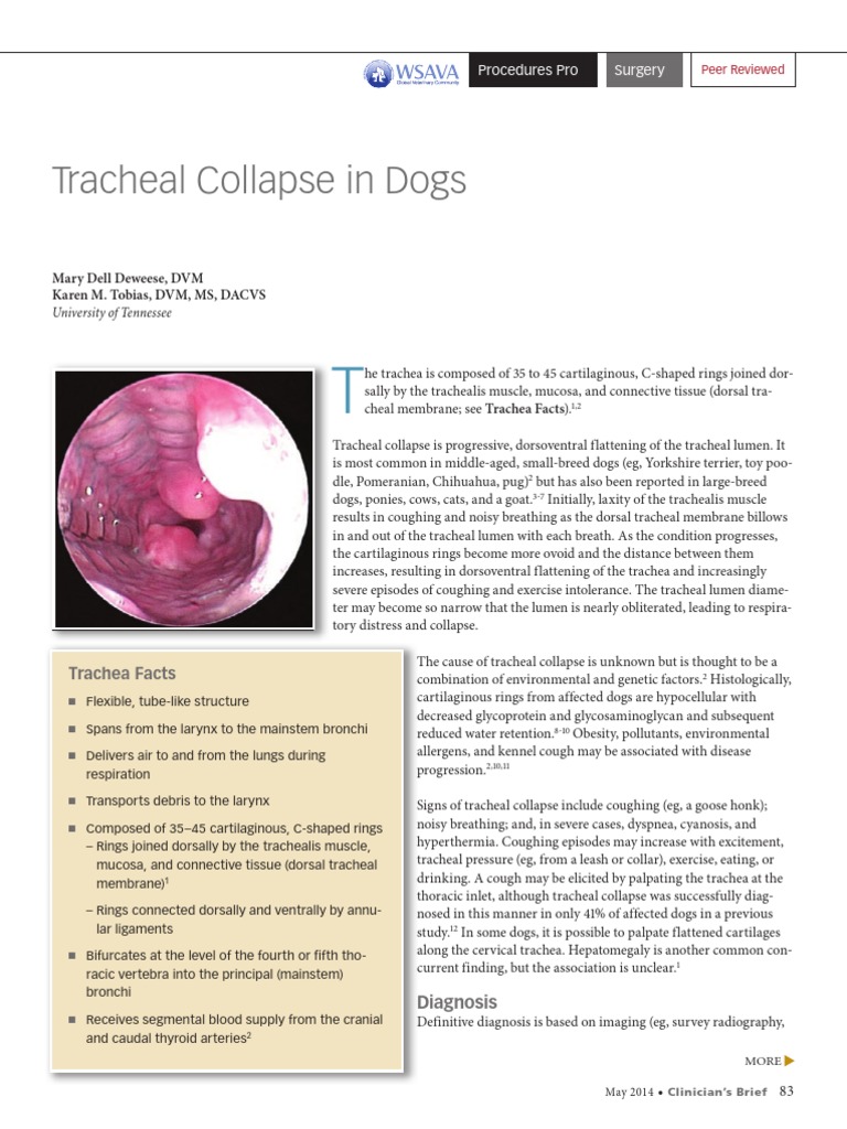 Tracheal Collapse in Dogs Respiratory System Clinical Medicine