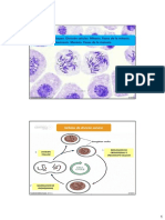 Clase 13. Ciclo Celular Mitosis Meiosis PDF