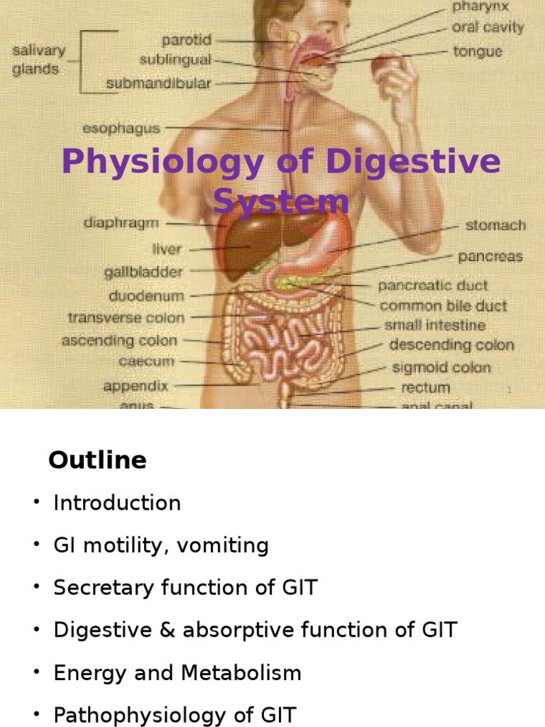 Journey through the digestive system essay image