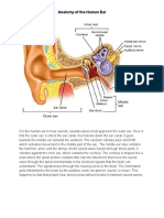 Anatomy of The Human Ear