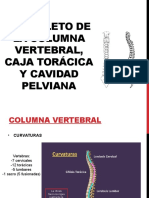 (Práctica 2 Bis) Esqueleto de La Columna Vertebral