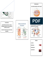 Celula de Procariontes & Eucariontes