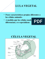 La Celula Vegetal