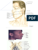 Curs Anatomie Umana