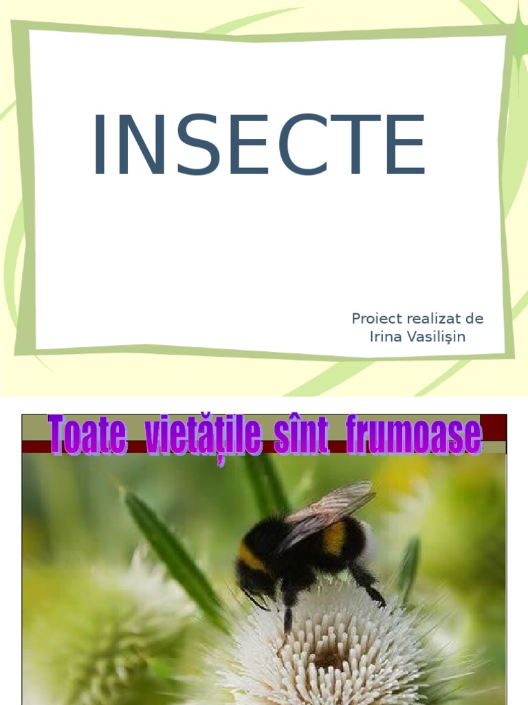 Insecte | PDF