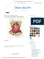 Anatomia Humana - Músculos Suprahioideos e Infrahioideos