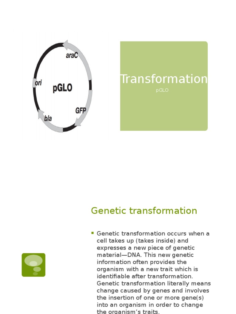 Genetic Transformation and pGLO Lab Guide | PDF | Gene | Genetics