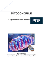 Mitocondria