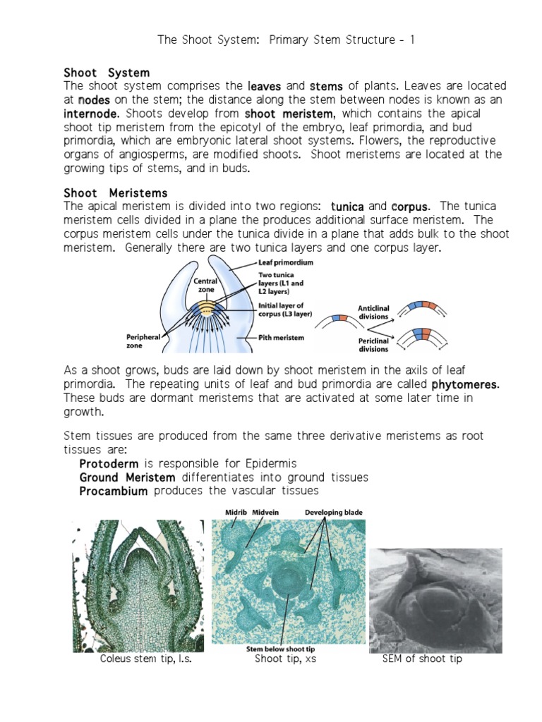 Coleus stem tip, l.s. Shoot tip, xs SEM of shoot tip