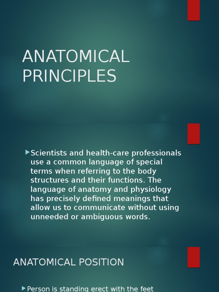 Anatomical Principles PDF Thorax Anatomical Terms Of Location