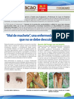 Mal de Machete InfoCacao - No11 - Dic - 2016 PDF