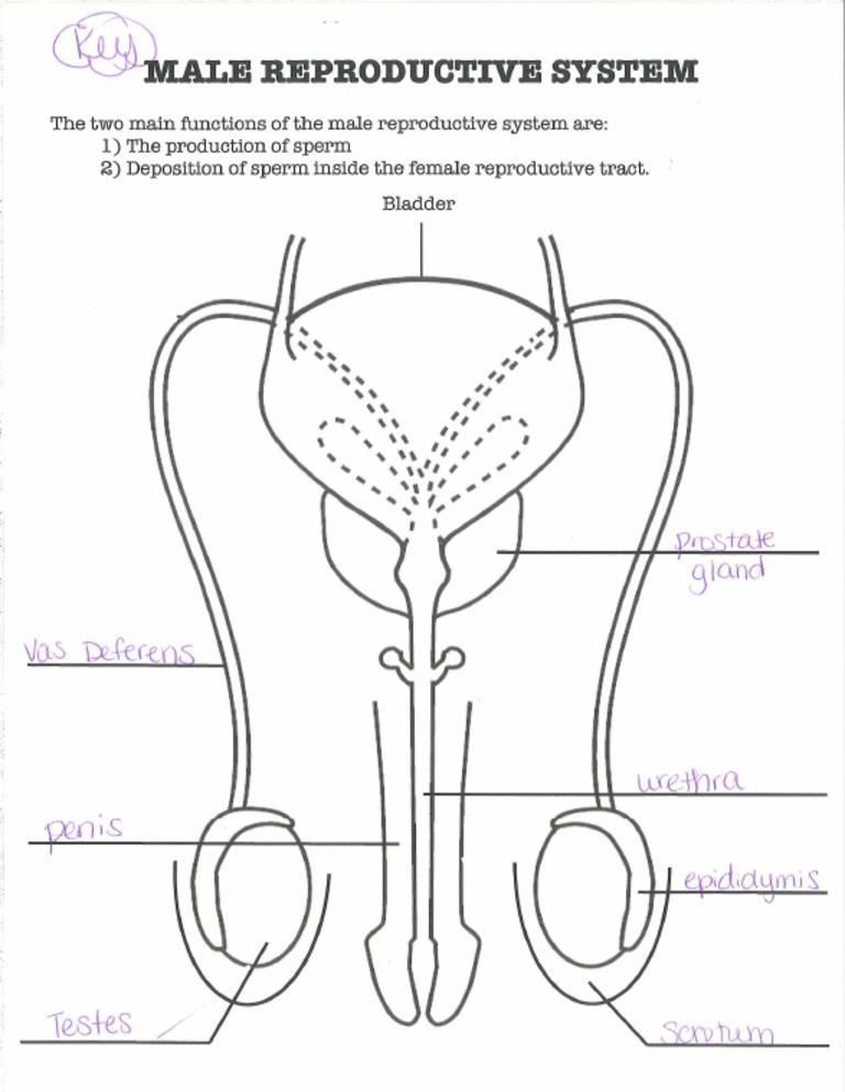male reproductive system diagram key