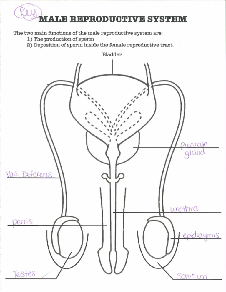 male-reproductive-system-diagram-key-pdf