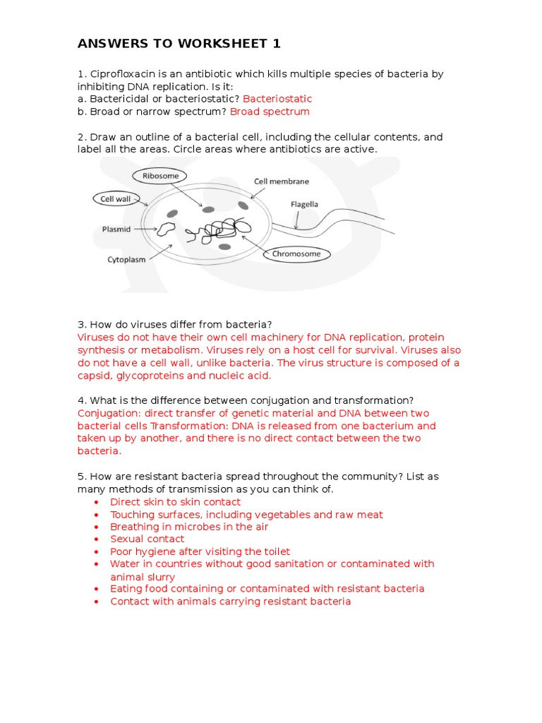 worksheet Bacteria And Viruses Worksheet antibiotic resistance answers to worksheet 1