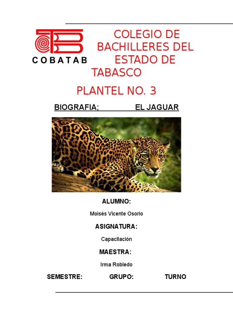 Jaguar En El Mapa De América Del Sur Ilustración Abstracta De Animales  Vector PNG ,dibujos Abstracto, Animal, Ilustración Imagen de ilustración en  Pngtree, Libres de Derechos, image size:768x1024