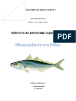 Relatório Peixe