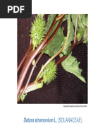 Datura Stramonium