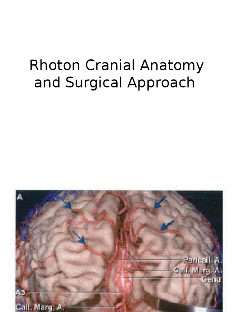 Rhoton Cranial Anatomy and Surgical Approach 2 | PDF