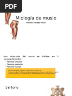Miología de Muslo