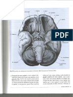 Anatomia Humana Dangelo e Fattini 3ª Ed Parte II