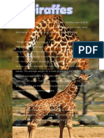 Giraffes Copy 2