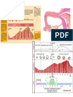 Ciclo Menstrual