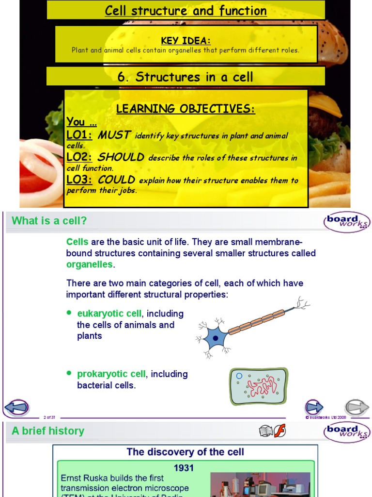 Cell Structure and Function Overview | PDF | Endoplasmic Reticulum ...
