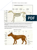 Anatomía Canina