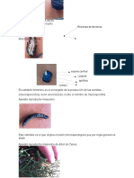 Estructuras reproductivas pinos magnolias