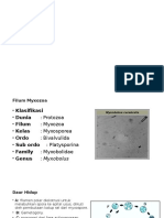 Protista - Myxozoa