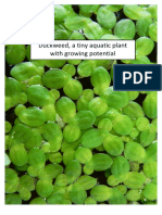 Duckweed - A Tiny Aquatic Plant With Growing Potential - Studenten Universiteit Van Utrecht - 2015 PDF