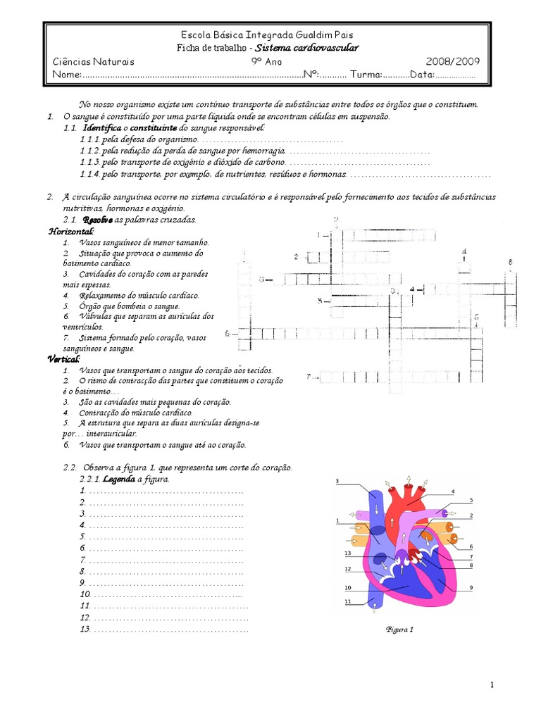 Exercícios Sobre O Sistema Cardiovascular 8o Ano