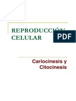 Cariocinesis y Citocinesis