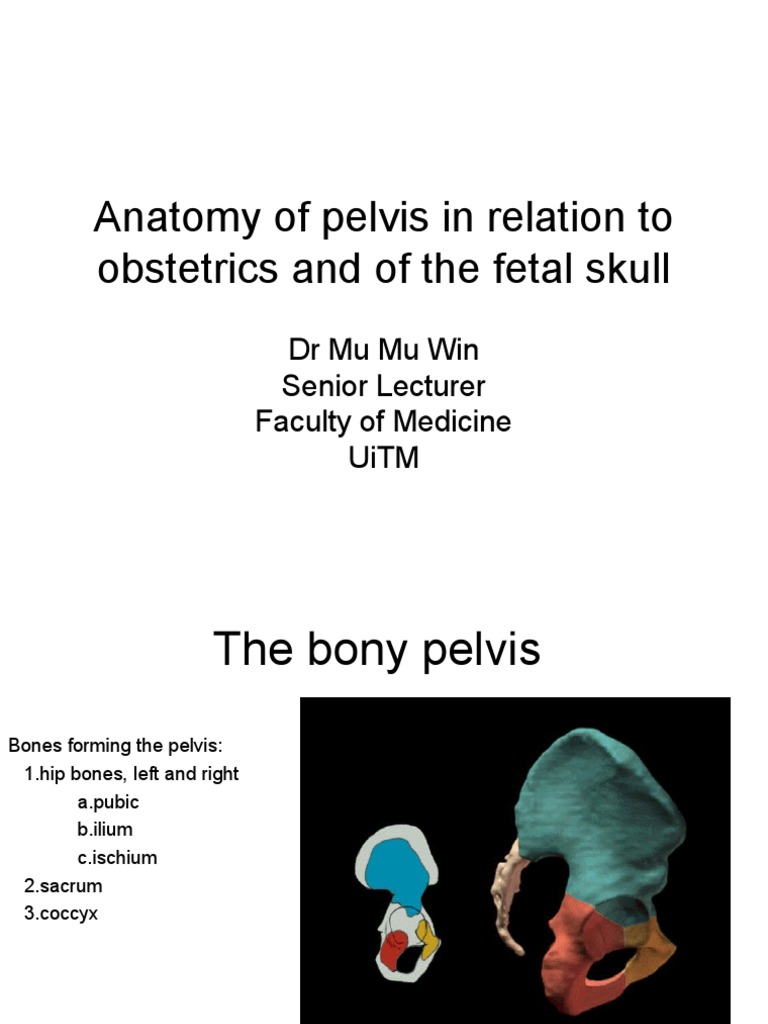 Fetal Skull and Pelvic Anatomy Overview | PDF | Pelvis ...