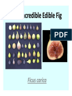 The Incredible Edible Fig: A History of Cultivation and Uses