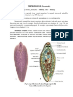 Viermii Plati Trematodele Trematoda