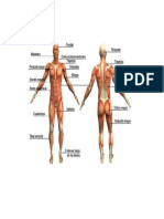 Sistema Muscular