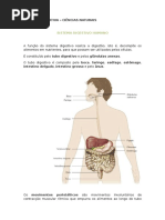Sistema Digestivo