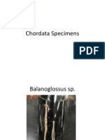 Chordates Specimens (Comparative Anatomy Lab)