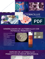 Lacto Bacillus
