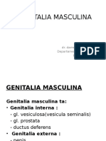 Genitalia Maskulina