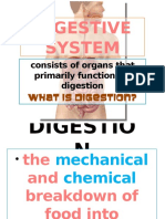 Digestive System: Consists of Organs That Primarily Function For Digestion
