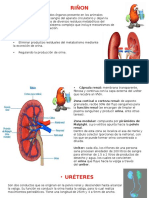Diapositivas de Anatomia