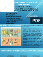 Plantas-dicotiledoneas