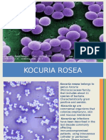Kocuria rosea: Gram positive bacteria that can cause infections