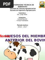 Anatomia Bovino