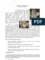 Download BUDIDAYA JAMUR TIRAM by hanifoutsiders SN33803853 doc pdf