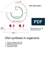 DNA Replication