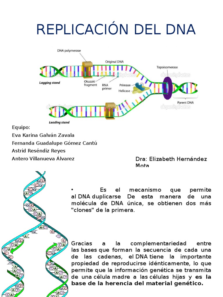 Mecanismos de Replicación del ADN | PDF | Replicación De Adn | Adn